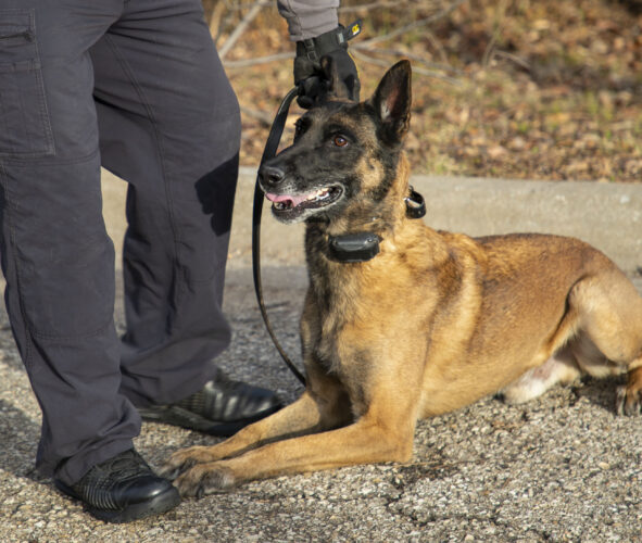 Leg injury lands Lawrence police dog in early retirement | News, Sports ...